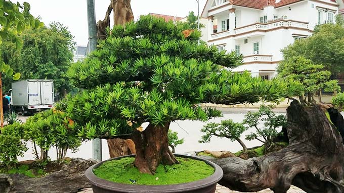 Phương pháp nhân giống, chăm sóc cây Tùng La Hán