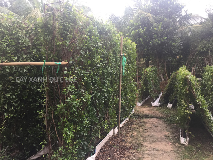 Thi công trồng hàng rào bằng cây xanh