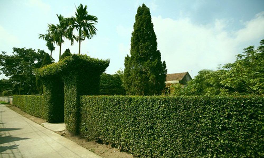 Hàng rào cây Xanh