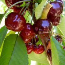 Cây Cherry