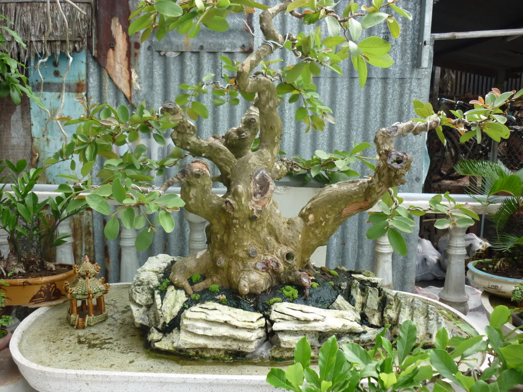Cây ổi – bonsai