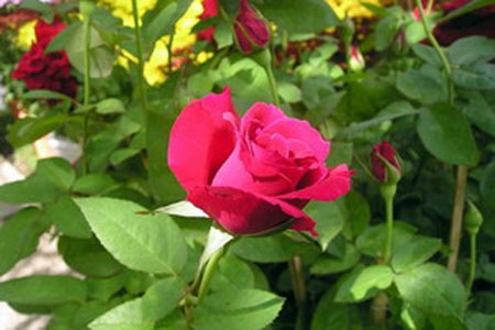 hoa hồng đà lạt