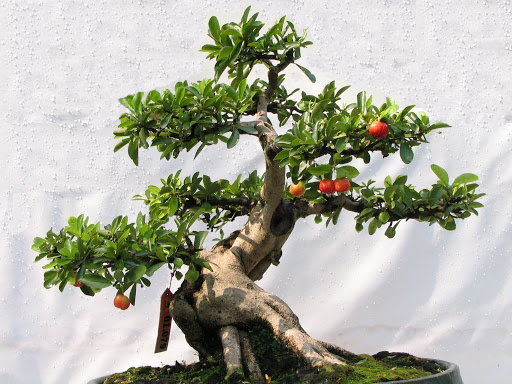 cây bonsai ,cây xanh nội ngoại thất ,cây công trình