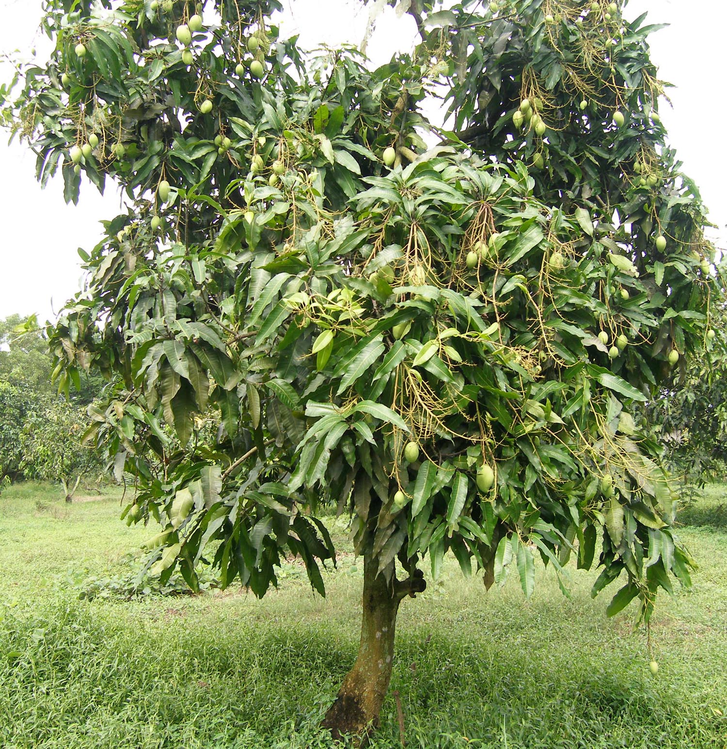 Манго дерево цветет. Дерево королевского манго. Тайское манго дерево. Дерево манго цветет. Высота дерева манго.