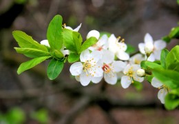 Kĩ thuật trồng và chăm sóc cây Mận – cây nên có trong vườn nhà