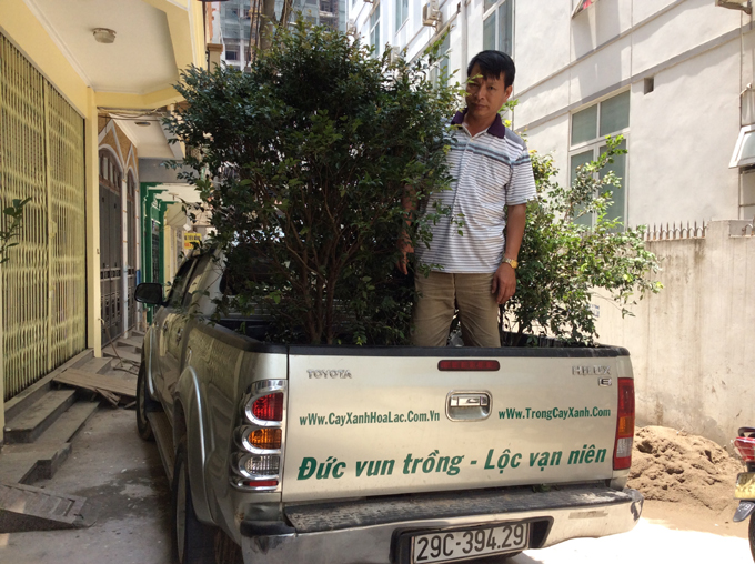 Chuẩn bị chuyển cây Nho Thân Gỗ đi Vinhomes Sài Đồng cho khách.