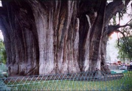 Số với một số hình ảnh cây Thủy tùng to nhất thế giới