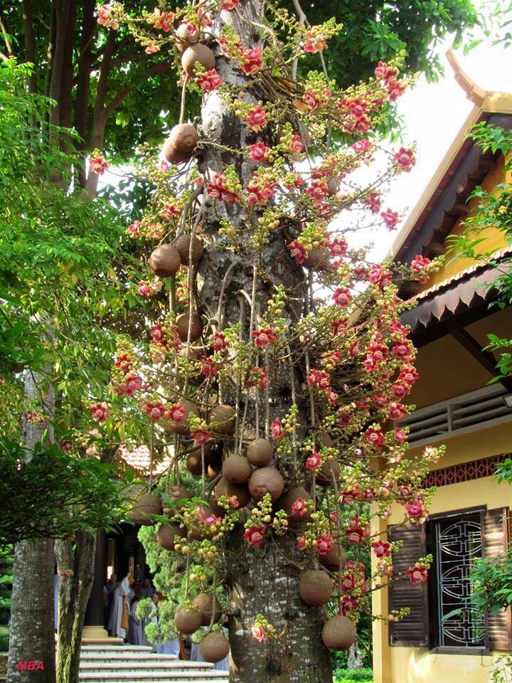 Cây Sala (Ngọc Kỳ Lân) được trồng phổ biến những nơi trang nghiêm.