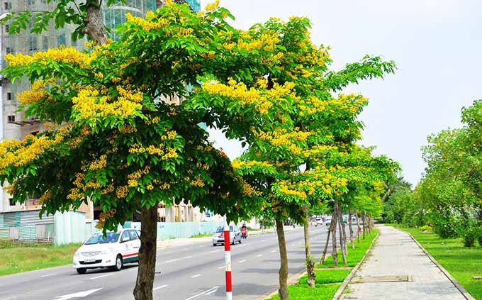 Những loại cây nên trồng tại các đô thị ở Việt Nam, Cây Muồng đẹp, cây xanh trồng đô thị